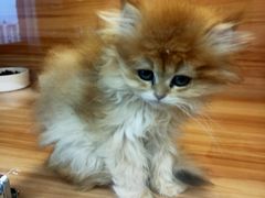 -猫十亿·布偶金渐层·曼基康矮脚猫舍(青年路店)