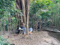 -广州长隆飞鸟乐园