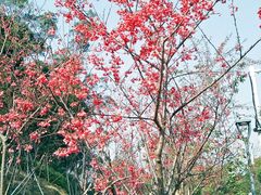 -金鸡山公园