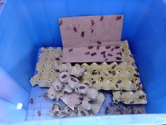 -山东柏宁水族批发广场