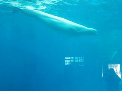 -海合安成都极地海洋公园