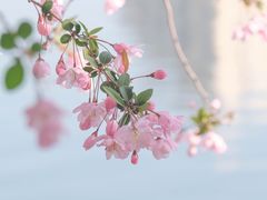 -莫愁湖公园