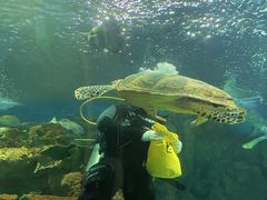 -上海海洋水族馆