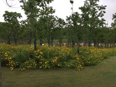 -上海长兴岛郊野公园