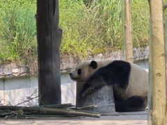 -中国大熊猫保护研究中心雅安碧峰峡基地