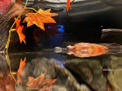 -上海海洋水族馆