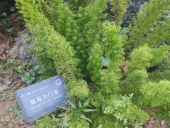 -东莞植物园