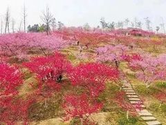 -秀丽东方