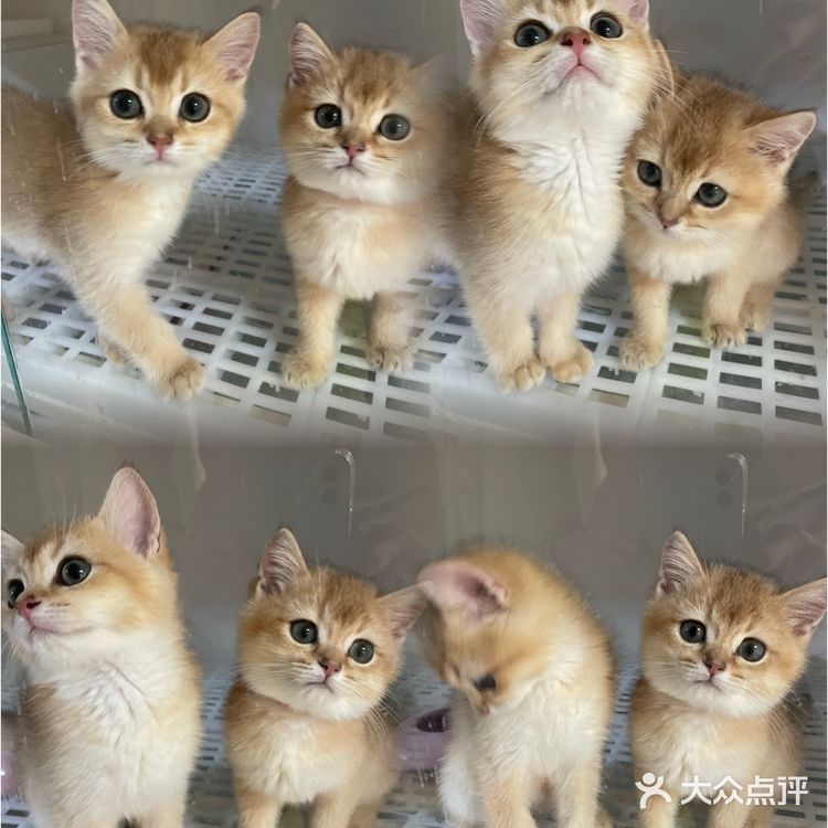 哗🙀全网no.1的猫舍原来在这里㊙️养猫有明灯🐈保180天