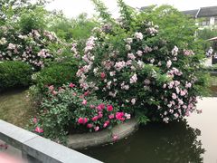 -梁鸿湿地丽笙度假酒店大堂吧
