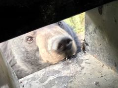 -黑瞎子岛探秘野熊园