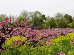 -南汇桃花村