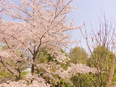 -西安青龙寺遗址景区