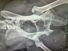 -爱派特动物医院·全科诊疗中心