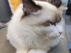 -猫十亿·布偶金渐层·曼基康矮脚猫舍(青年路店)