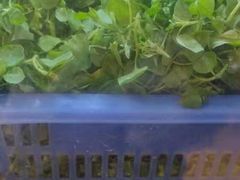 -老味道1992(武当山店)