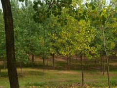 公园-东海森林温泉