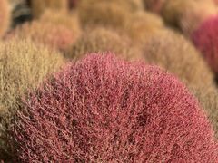 -花开海上生态园