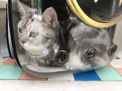 -瑞鹏宠物医院·夜间急症·心超·猫科(祖庙分店)