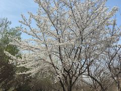 -石家庄市植物园