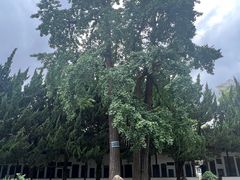 -苏州文庙(姑苏区)