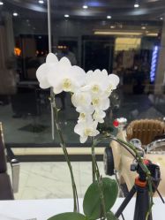 -组合发型