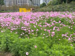 -春花秋色城市公园