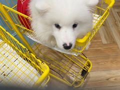 -安格丽娜·狗咖·猫咖羊驼咖(春熙路百盛商场店)