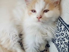 -平行世界·猫咖(首经贸店)