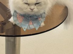 -共舞时光猫咖·狗咖(新街口店)