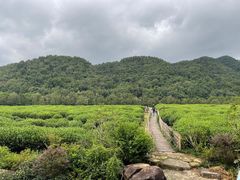 -中国茶叶博物馆(双峰馆区)
