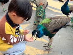 -西双版纳原始森林公园
