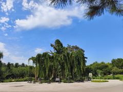 -石家庄市植物园