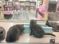 -BABIT巴比特宠物(MOMOPARK店)