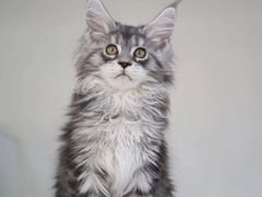 -lincat·猫舍(广州店)