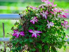 -国家植物园南园