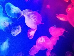 -成都浩海立方海洋公园