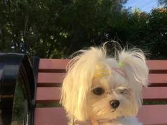 -宠爱多约克夏马尔济斯泰迪小型犬专卖