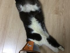 -芭比堂动物医院·24小时·眼科中心(深圳中心)