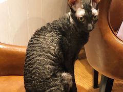 -猫小院猫主题餐厅(三里屯店)