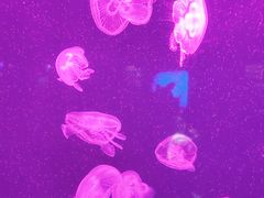 -上海海洋水族馆