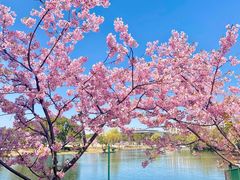 -新江湾城公园