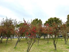 -漕湖湿地公园