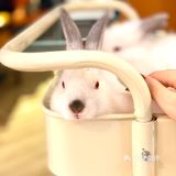 魔都探店|上海首家安哥拉🐰体验馆