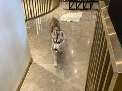 -Husky Go! 哈士奇体验馆·宠物咖啡厅狗咖