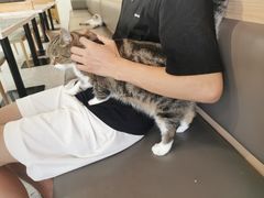 -喵园·猫主题咖啡厅·撸猫·猫咖(国贸店)