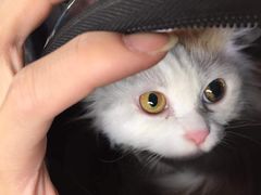 -宠物星动物医院·眼科·异宠·猫科(江南大道总院)