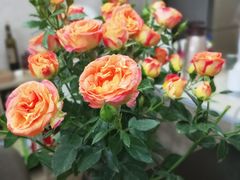 -Flower in(密渡桥店)