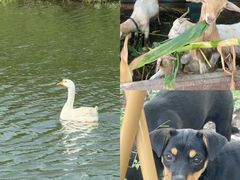 -马陆小张葡萄园农家乐