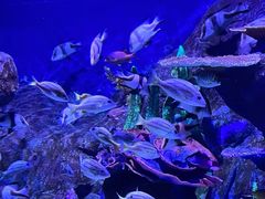 -秦皇岛新澳海底世界